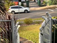 Hillside Haven Hotels in Hornsby