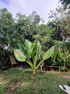 Calamansi Garden- Tropical Island Home w/ Starlink Hotels near Tak Tak Falls