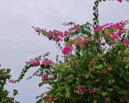Bougan Villea Retreat Hotel a Mathiveri