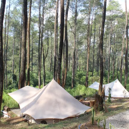 Lembah Pinus