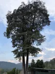 The Wellnest Hill Bentong, Pahang