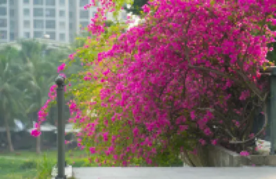 Ecopark Lushy Stay - Sunny Color