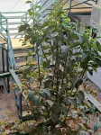 Family guest house Ali Abbos - 2 estrellas