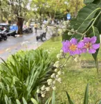 Vinhome Grand Park Homestay-Romantic Stay