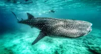 Noovilu Suites Guesthouse Maldives Hotel a Mahibadhoo