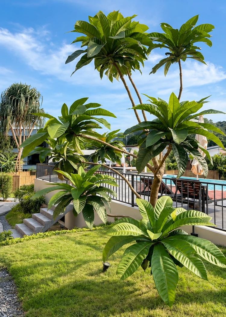 รูปภาพของThe AJ Sennava Krabi