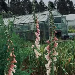Slow Stay at Roebuck Farm - parking