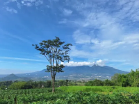 Casadena Malang F21