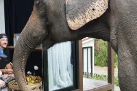 Elephant Regency Hotels near Elephant Jungle Sanctuary