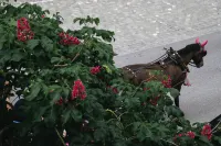 Nimbuzzz Apartments Hotel a Unterseen