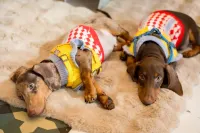 Pawtel.Cafe – Luxury Pet Lifestyle Cafe & Hostel
