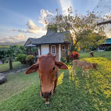 The Nest Pai Love, Wellness Resort & Retreat Center