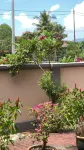 Ipoh Holiday Garden Stay - Bungalow