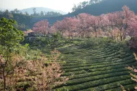 Doi inthanonTea farm - breakfast