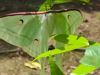 A-thip 公寓 @拜縣 拜縣酒店