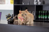 Hostal Paracas I Các khách sạn ở 