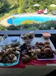 Forest Paradise - apartment 10km from Karlovy Vary - Wi-Fi