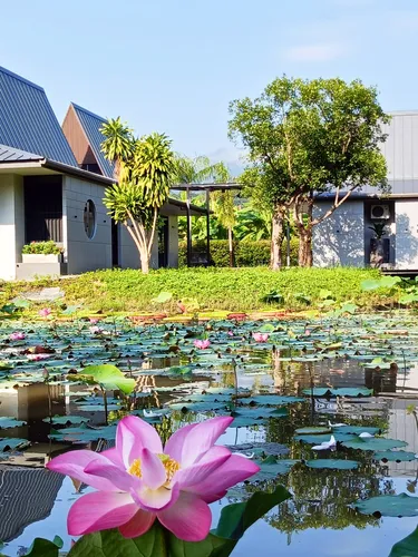 รูปภาพของชมบัว แม่วาง