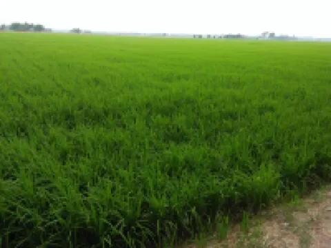 Coconut Homestay Tanjong Karang Kuala Selangor