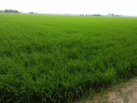 Coconut Homestay Tanjong Karang Kuala Selangor Hotel di Kuala Selangor