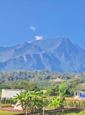 รูปภาพของหลงข้าว - เชียงดาว