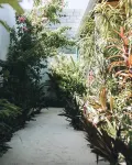 Frangipani fulhadhoo - Homestays