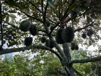 Bansuan Banjong Akkson