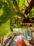 Villa Pietra I Luxury Escape Hotels in 