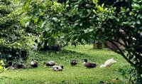 Khu Nghỉ Dưỡng Bào Ông Thiền