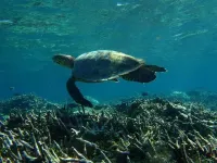 Noovilu Suites Guesthouse Maldives