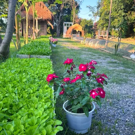 Bamboora Sanctuary Battambang