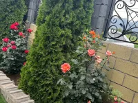 Edem issykkul Hotels in Bosteri