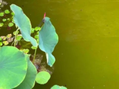 Tropical escape in central location/Entire house