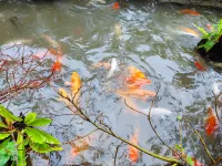 Billi Family Hotel a Lombok