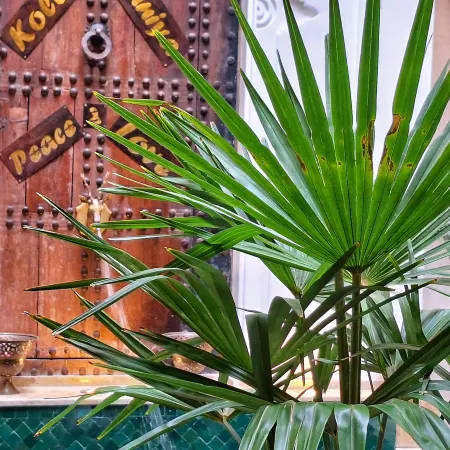 Riad Belikoss Pool & SPA