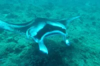 Noovilu Suites Guesthouse Maldives