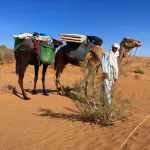 Sahara Wild Camping - Wifi