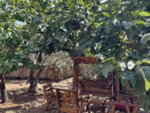 olive tree hostel ラマッラのホテル