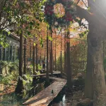 Carefree Park