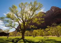 Zion Lodge - Inside the Park - 3-Star