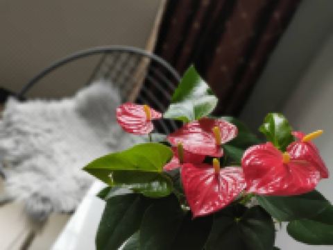 丹江口水岸假日精品酒店 - 普通大床房