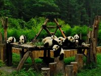 汶川熊猫有约滨河假日酒店 - 酒店附近