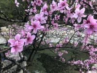 杭州云月山间 - 花园