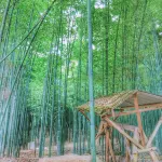 Tiantai Mountain Bamboo Sea Hotel - Mountain view