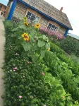 The Enhe Galie Homestay in Erguna