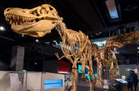 Clocktower Apartment Hotel Hotels in Carlton