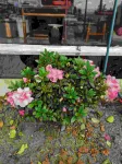 Taishun Qinyun Homestay - สัตว์เลี้ยง