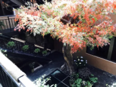 青島楓樹下民宿