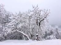 西岭雪山枫叶酒店 - 标准间