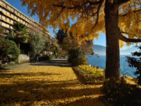 Royal Plaza Montreux Hotels in Montreux